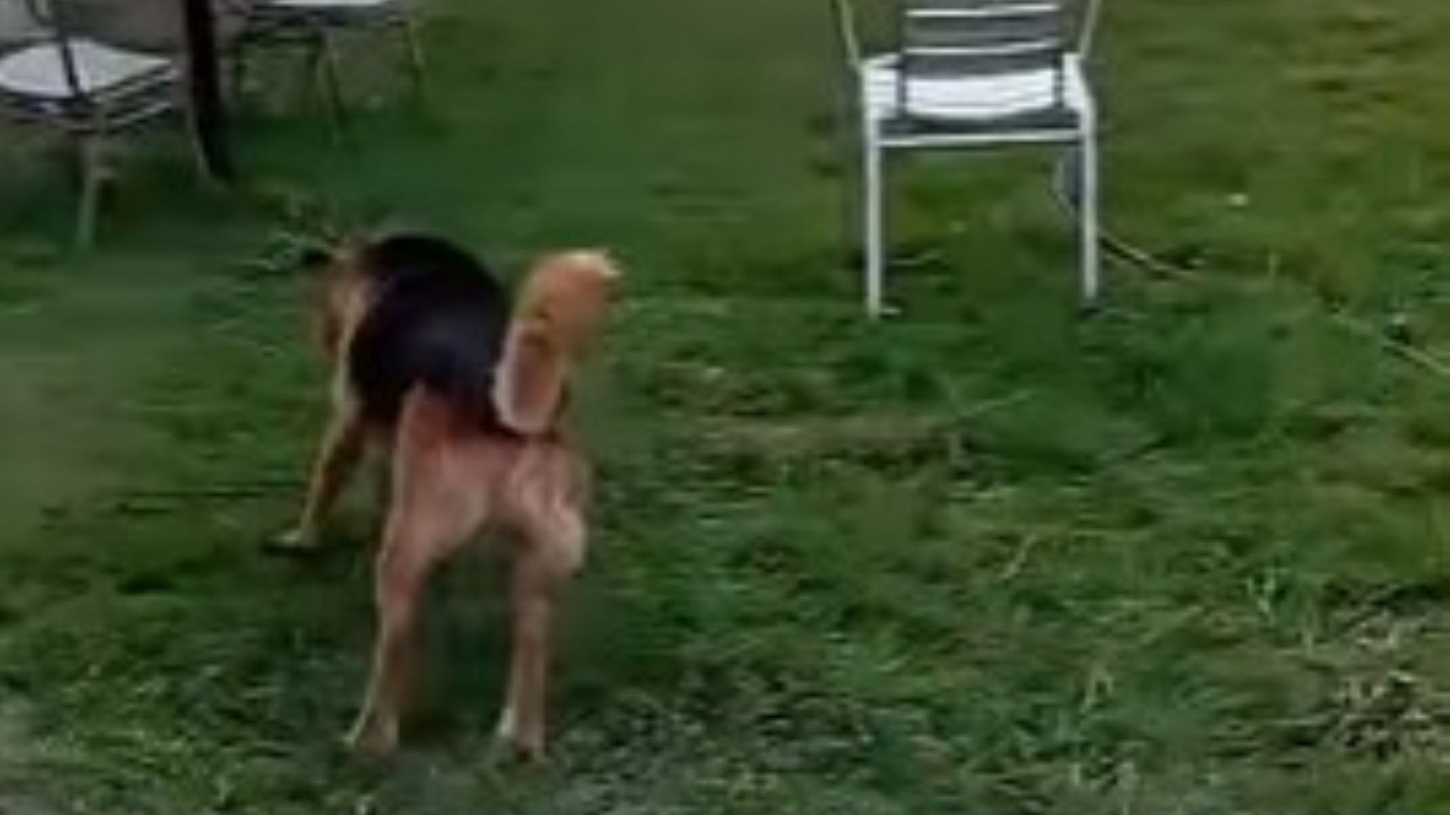 Así vive hoy la perra rescatada en Rada Tilly tras pasar más de un año atada