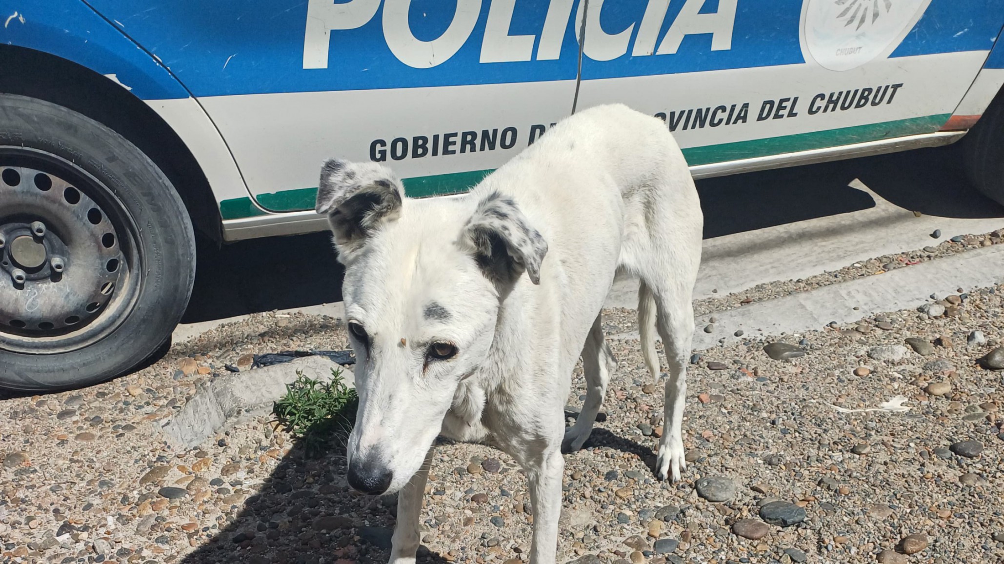 Rescate en Km 5: buscan hogar de tránsito para Nonita, una perra de 16 años