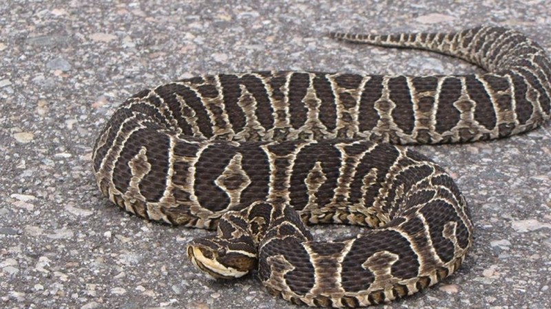 Murió un camionero tras ser mordido por una yarará en Ruta 22