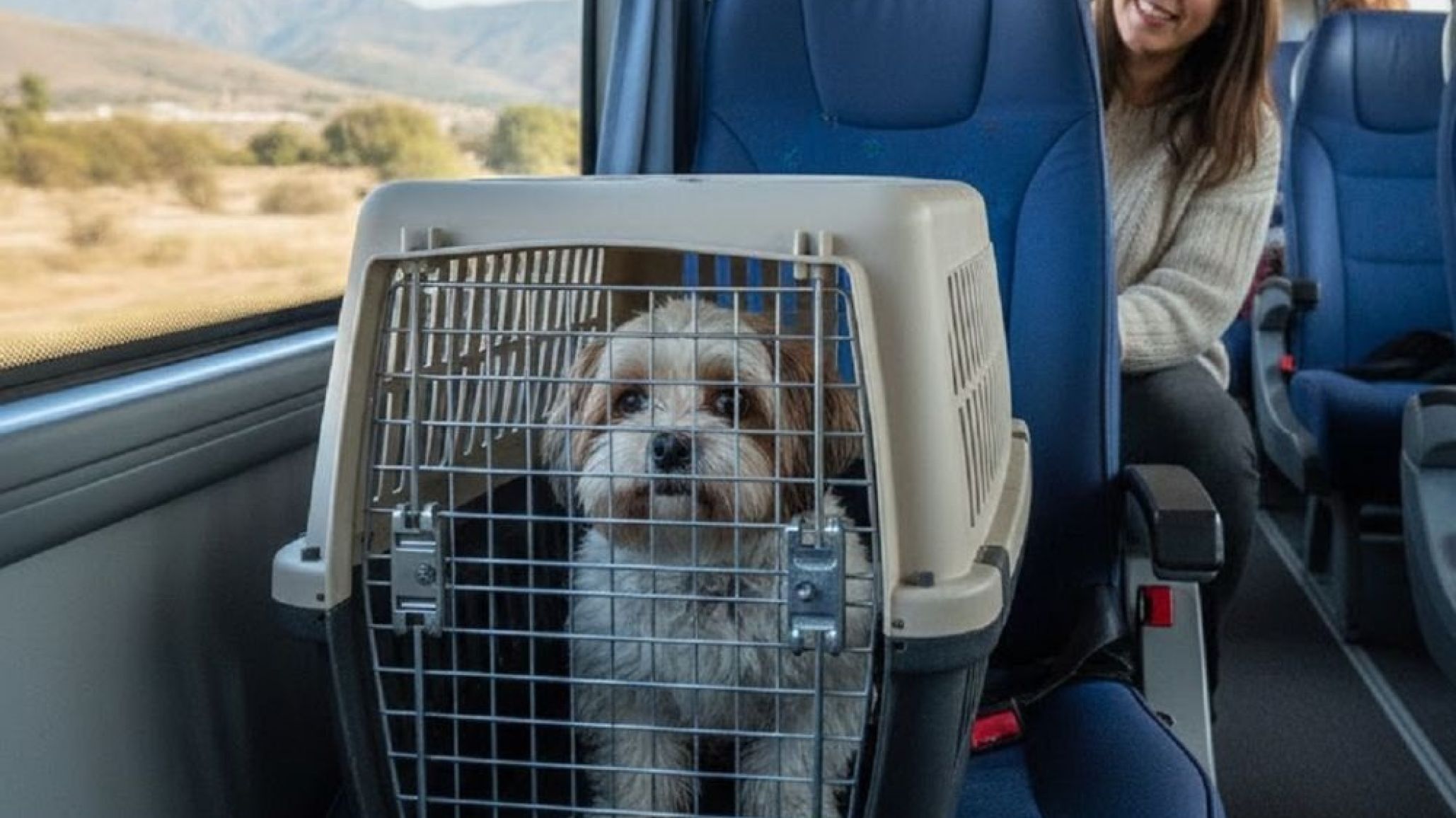 Viajes con mascotas en Argentina: El Gobierno autorizó el traslado en transporte terrestre de larga distancia