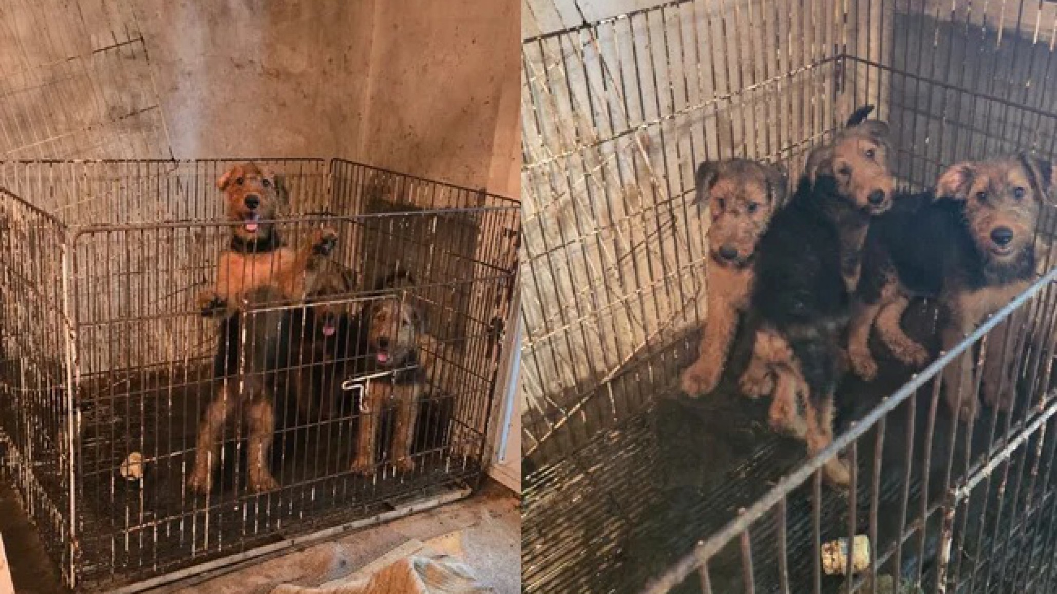 Materia fecal, jaulas diminutas, sarro y sed: El estado crítico de los 23 perros rescatados del horror