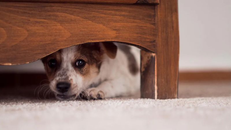 "Todos los años vemos perritos desesperados": recomendaciones ante la pirotecnia
