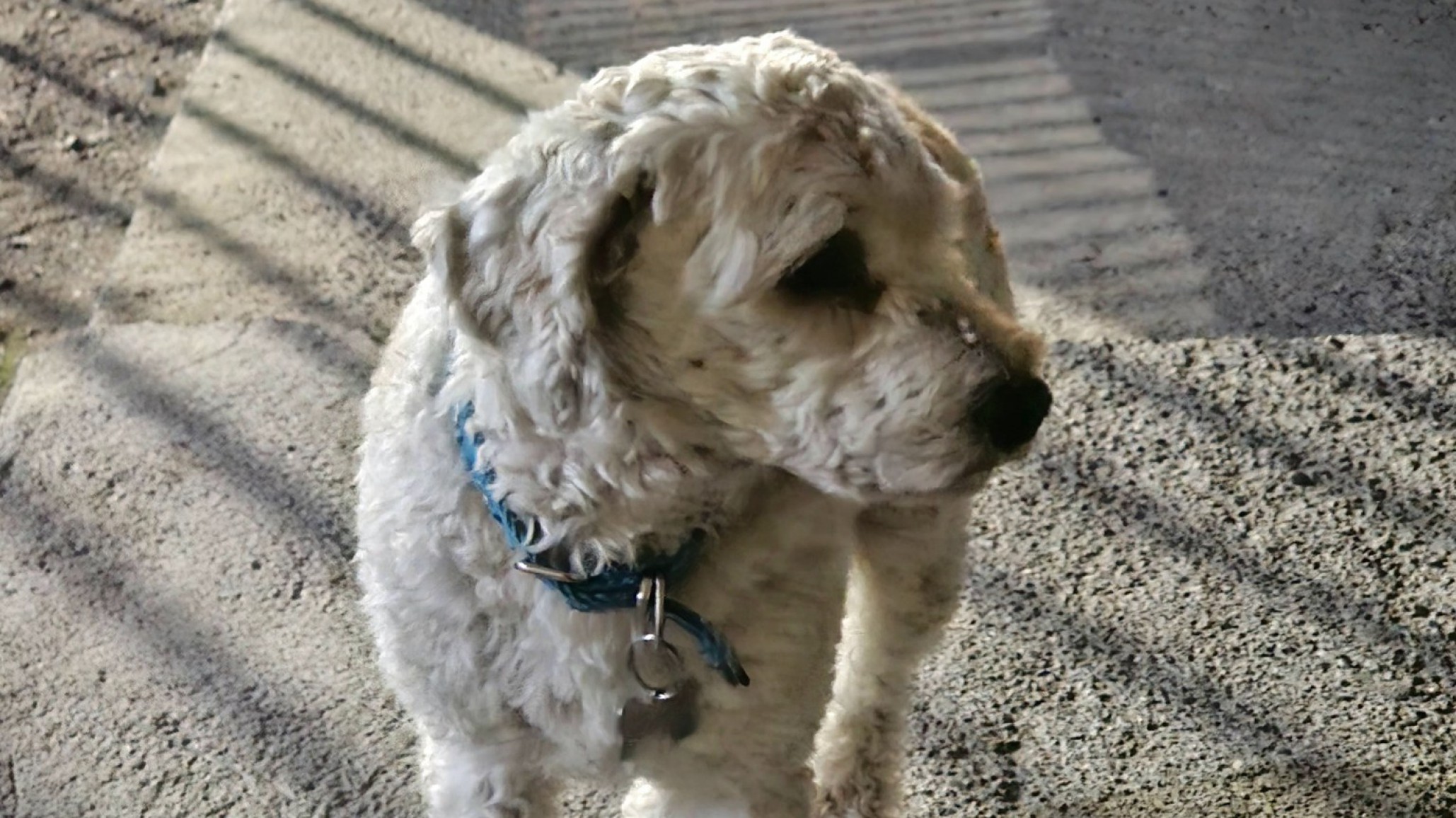 Buscan a los dueños de un perro encontrado en la zona de Km 3 tras la pirotecnia