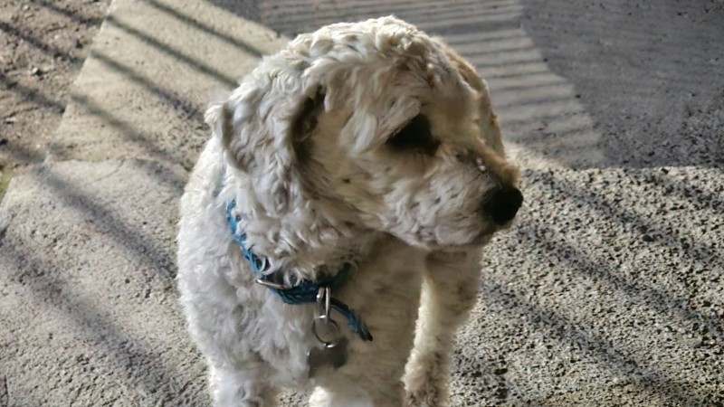 Buscan a los dueños de un perro encontrado en la zona de Km 3 tras la pirotecnia