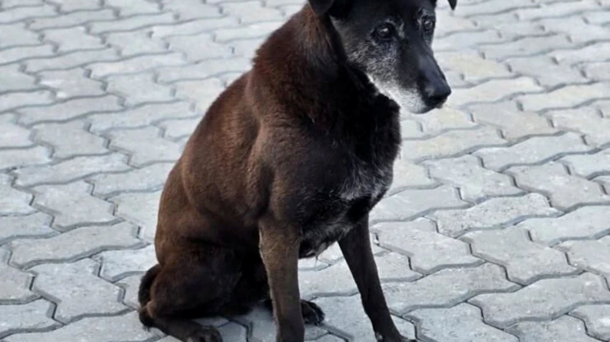 Vecinos del barrio Roca buscan a "Negrito Blue", un perro comunitario que se perdió