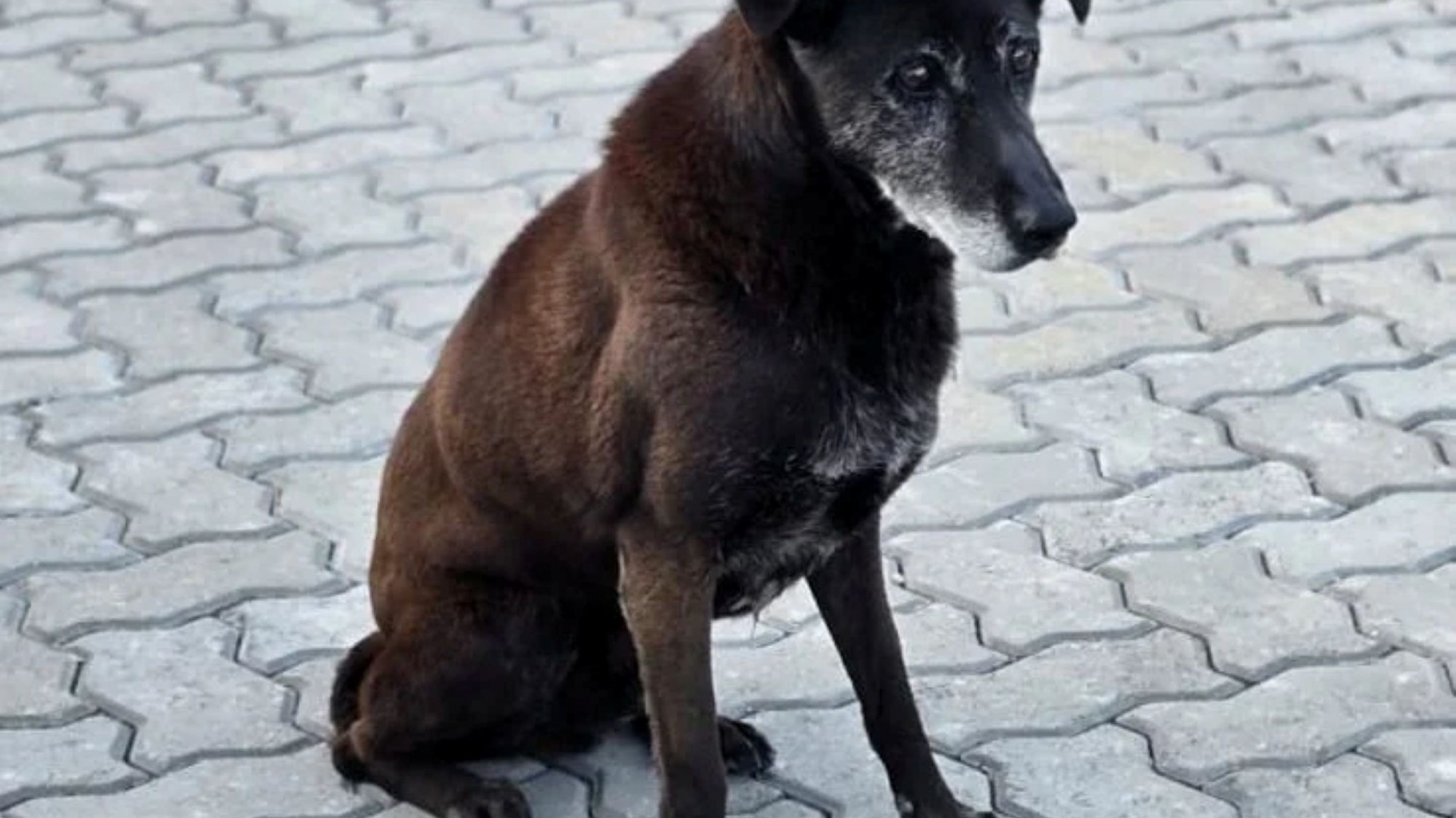 Vecinos del barrio Roca buscan a "Negrito Blue", un perro comunitario que se perdió