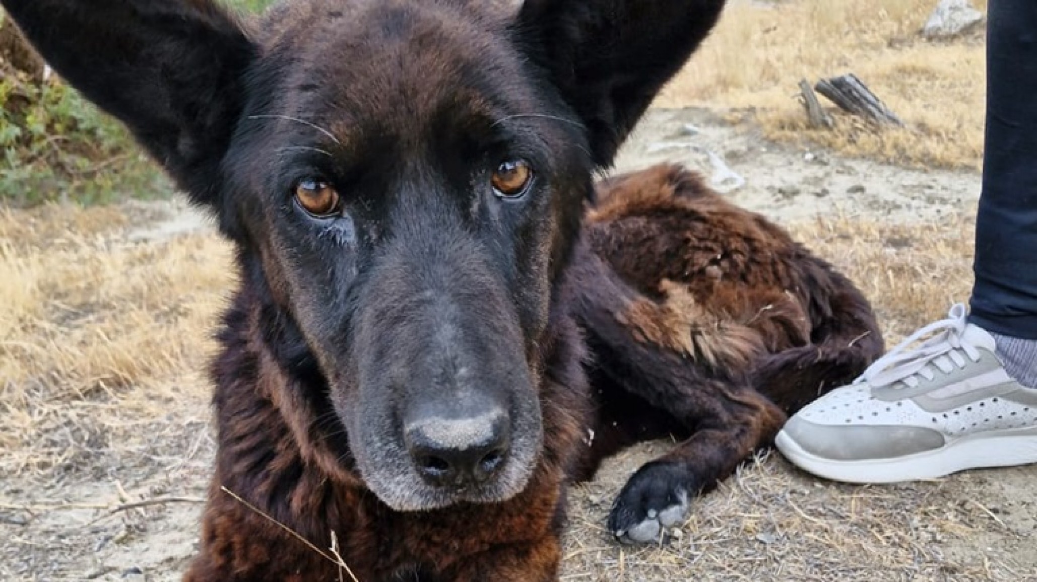 Rescataron a una perrita en el canal de la Universidad y buscan a su familia