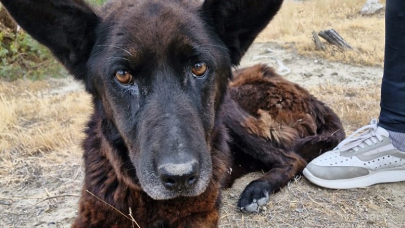 Rescataron a una perrita en el canal de la Universidad y buscan a su familia