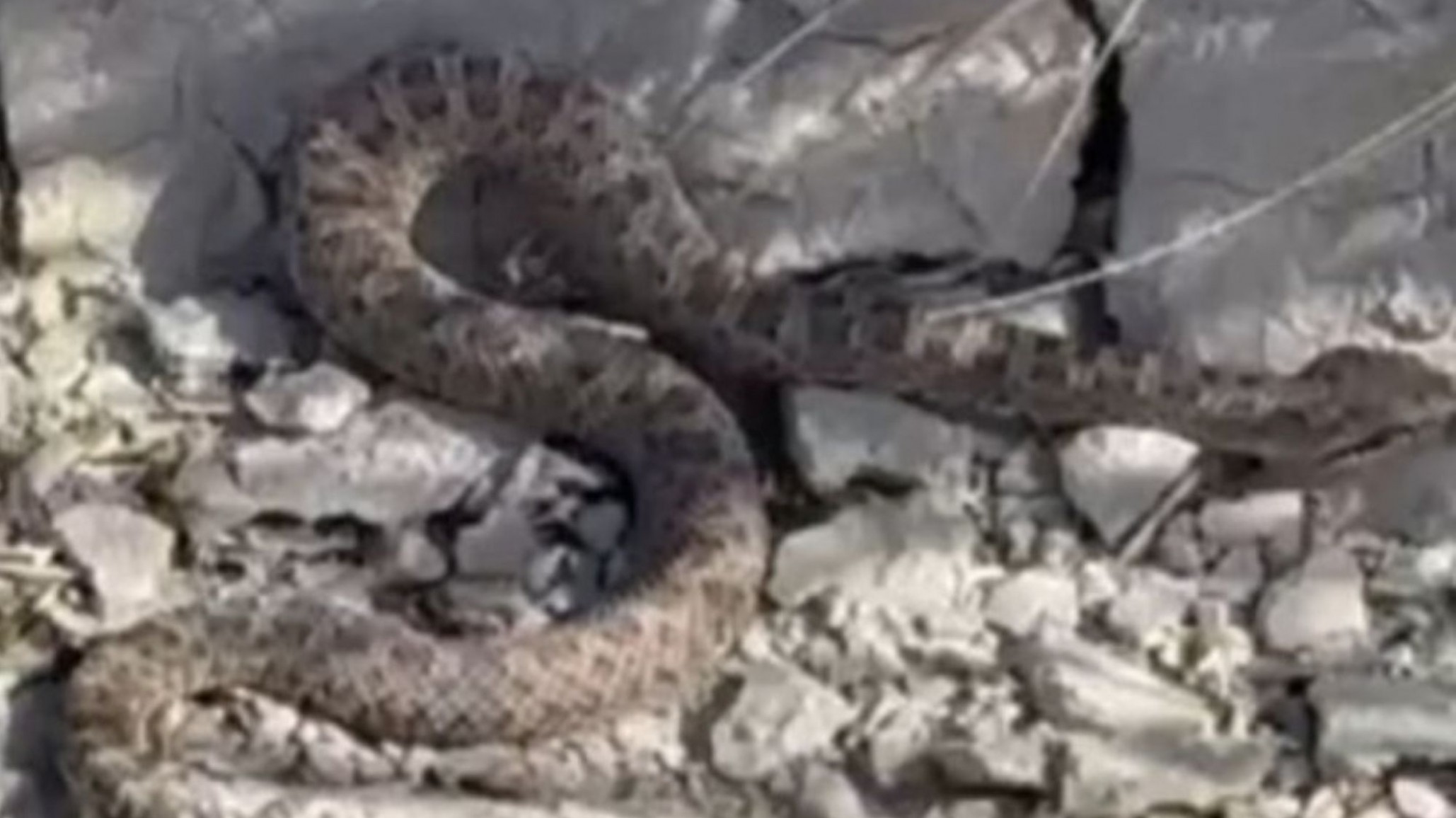 Apareció una yarará ñata en la zona norte de Comodoro y piden extremar precauciones