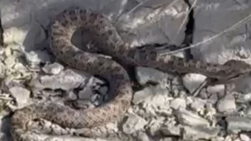 Apareció una yarará ñata en la zona norte de Comodoro y piden extremar precauciones