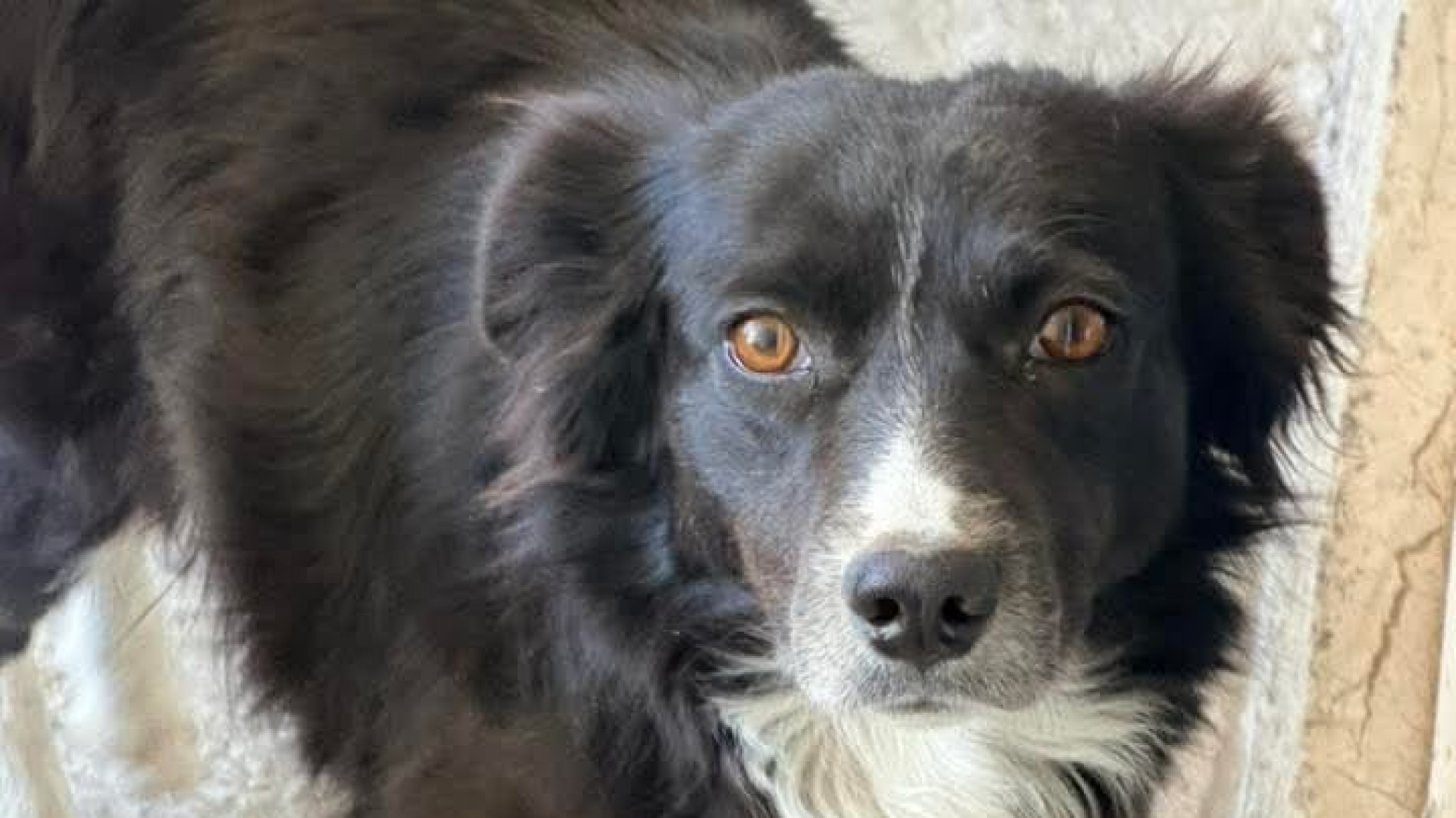 Buscan a la familia de una perrita perdida en Km 17 tras los festejos de Año Nuevo