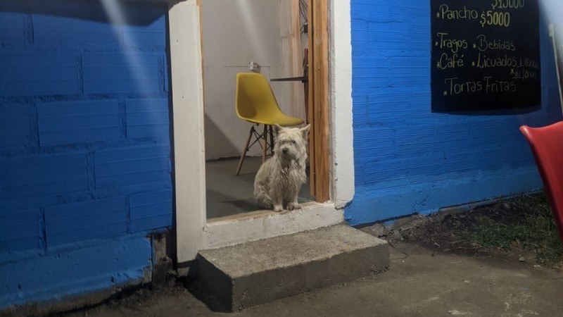 "No te apartaste de él en ningún momento": El homenaje a la perra que acompañó hasta el final al brigadista fallecido en Ruta 40