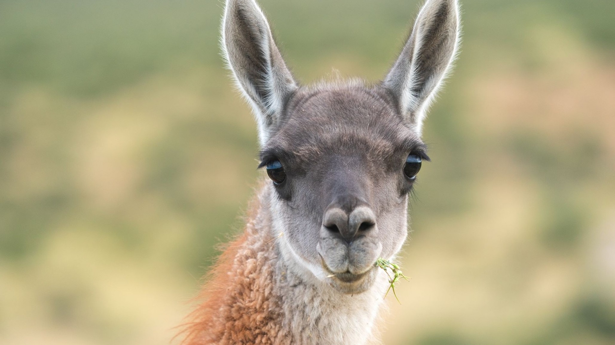 Nahuel Huapi: deberán pagar $6 millones y hacer un curso de zoología por matar a un guanaco