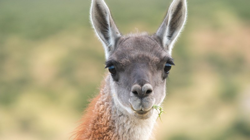 Nahuel Huapi: deberán pagar $6 millones y hacer un curso de zoología por matar a un guanaco