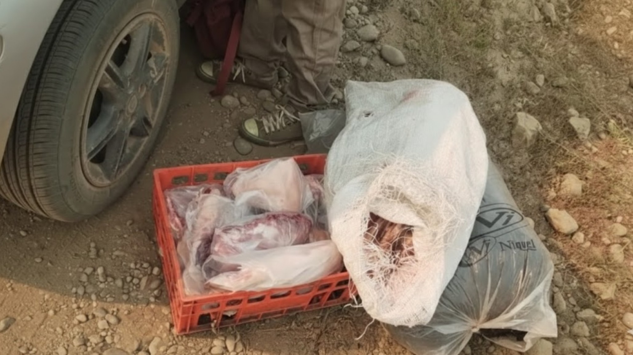 Controles en El Maitén: incautaron carne clandestina que era transportada en el asiento trasero de un auto