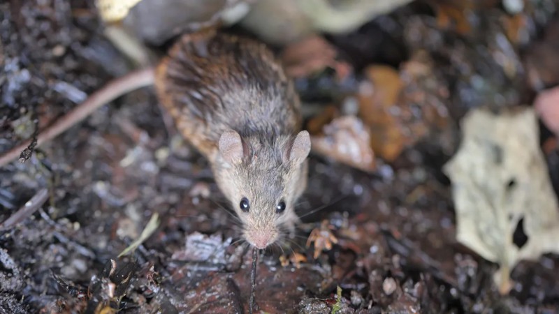 Mar del Plata: Falleció un hombre por hantavirus