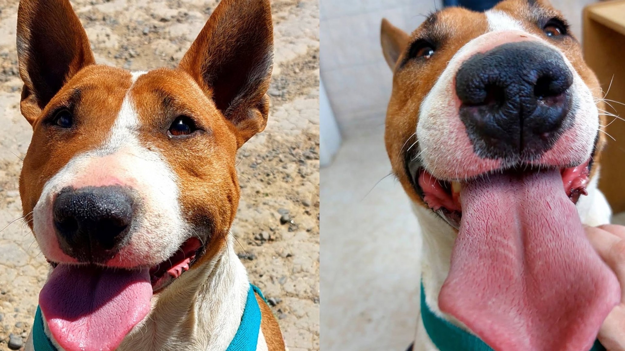 "Luca no nació para vivir en una jaula": la urgente búsqueda de un hogar para un Bull Terrier en el barrio Stella Maris