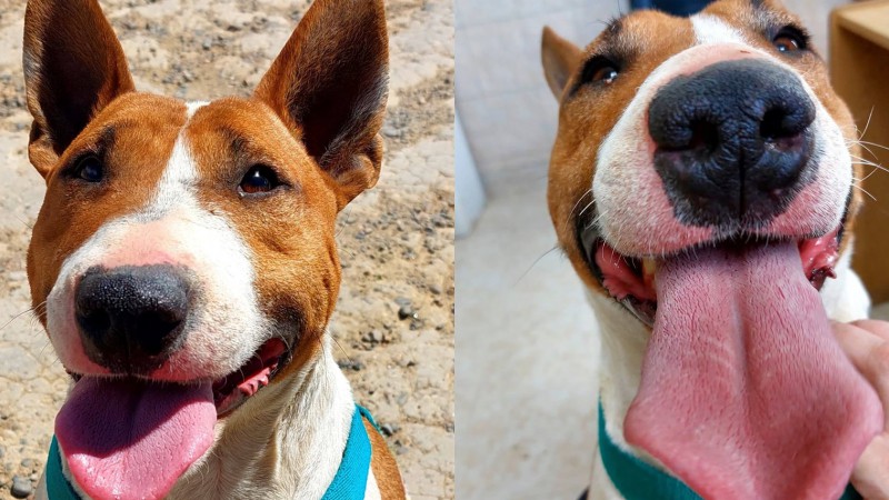 "Luca no nació para vivir en una jaula": la urgente búsqueda de un hogar para un Bull Terrier en el barrio Stella Maris