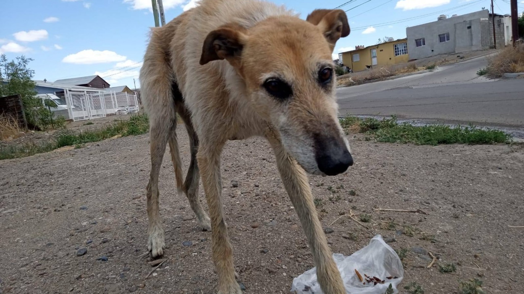 Comodoro: la vida de dos perros corre peligro ante la falta de tránsitos y una deuda de $200 mil