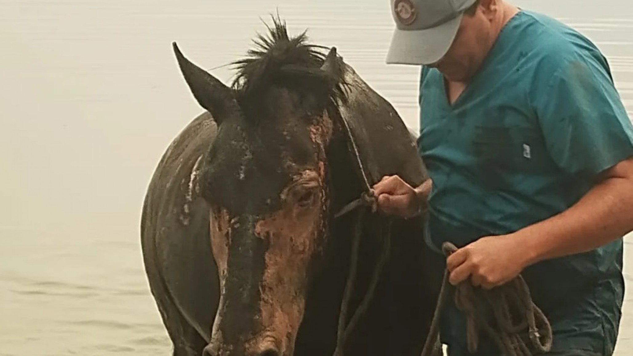 INTA despliega un operativo de emergencia para salvar al ganado en Chubut