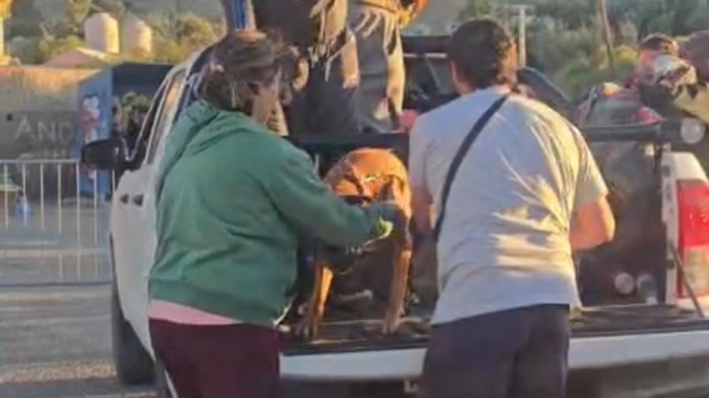 Rescataron mascotas que quedaron atrapadas tras la evacuación del cerro Hermitte