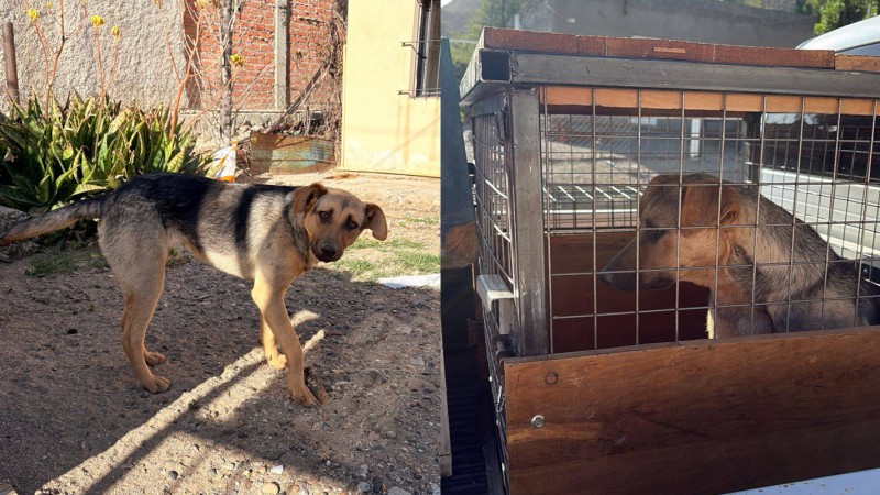 Alerta por abandono en el barrio Sismográfica: Rescatistas buscan tránsito urgente para una perra hallada