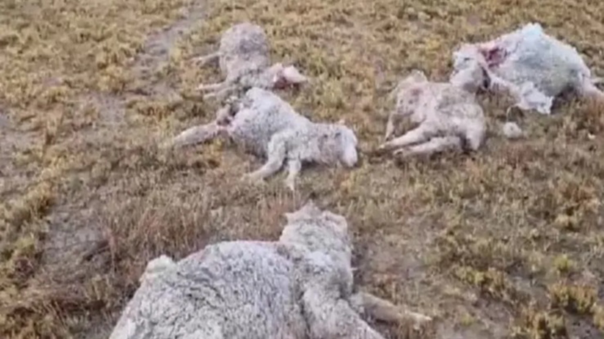 "Perro que entra a mi chacra, lo mato": el descargo de un productor chubutense tras sufrir ataques en su ganado