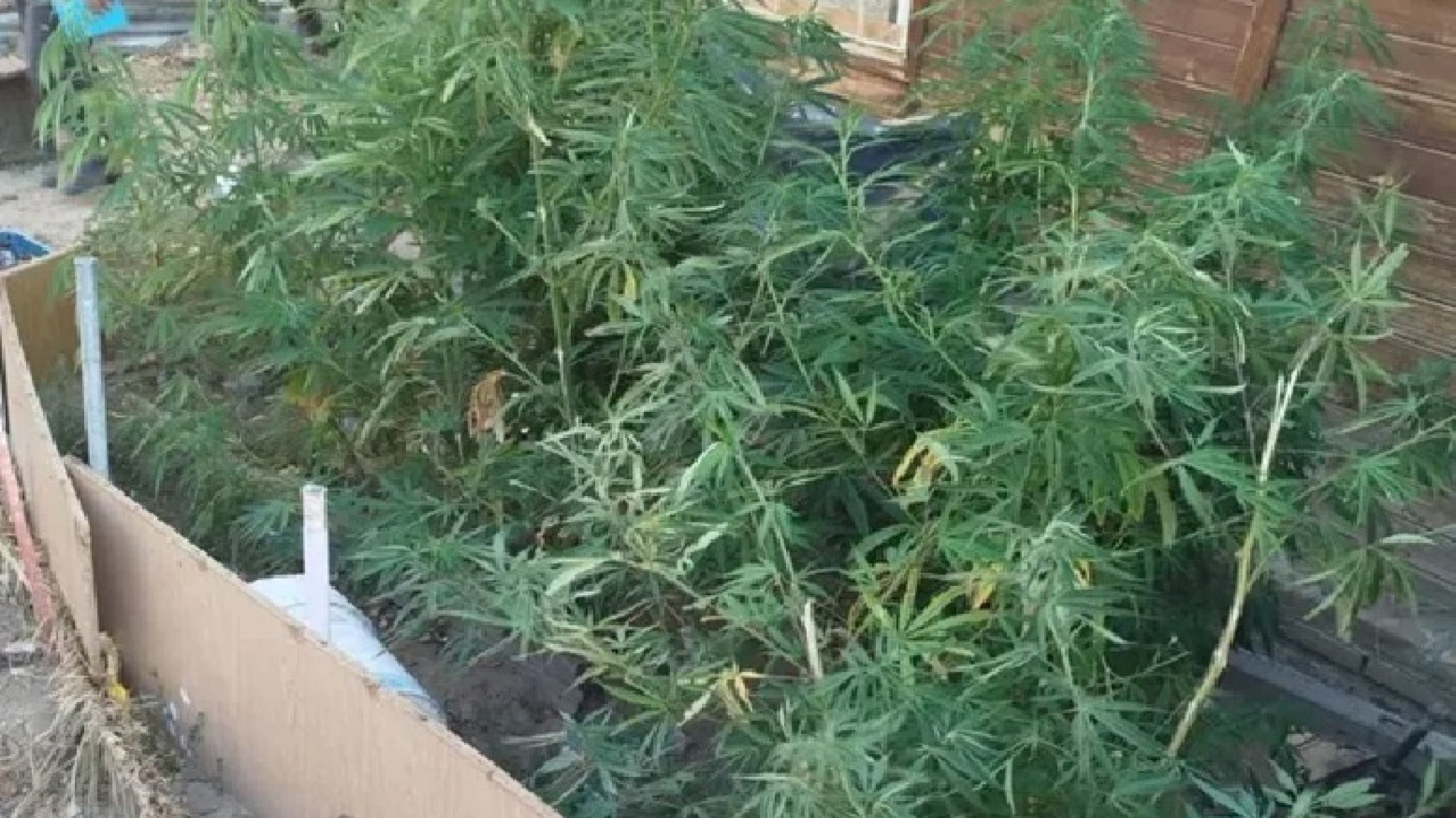 Buscaban perros y gatos abandonados en el barrio Sismográfica y encontraron plantas de marihuana de 1,5 metros