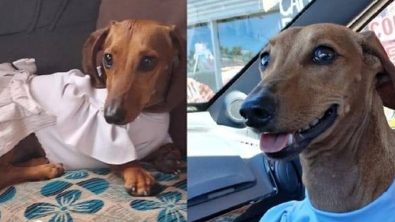 Todo por Luna: sortean un asado para costear la cirugía de una perrita