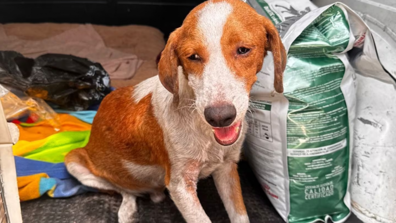 Horror: denunciaron a un adolescente de 15 años por tener sexo con sus perros