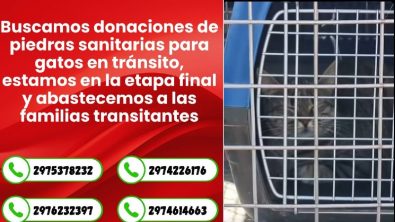 Piden donaciones de piedras sanitarias para gatos rescatados tras la emergencia en Sismográfica