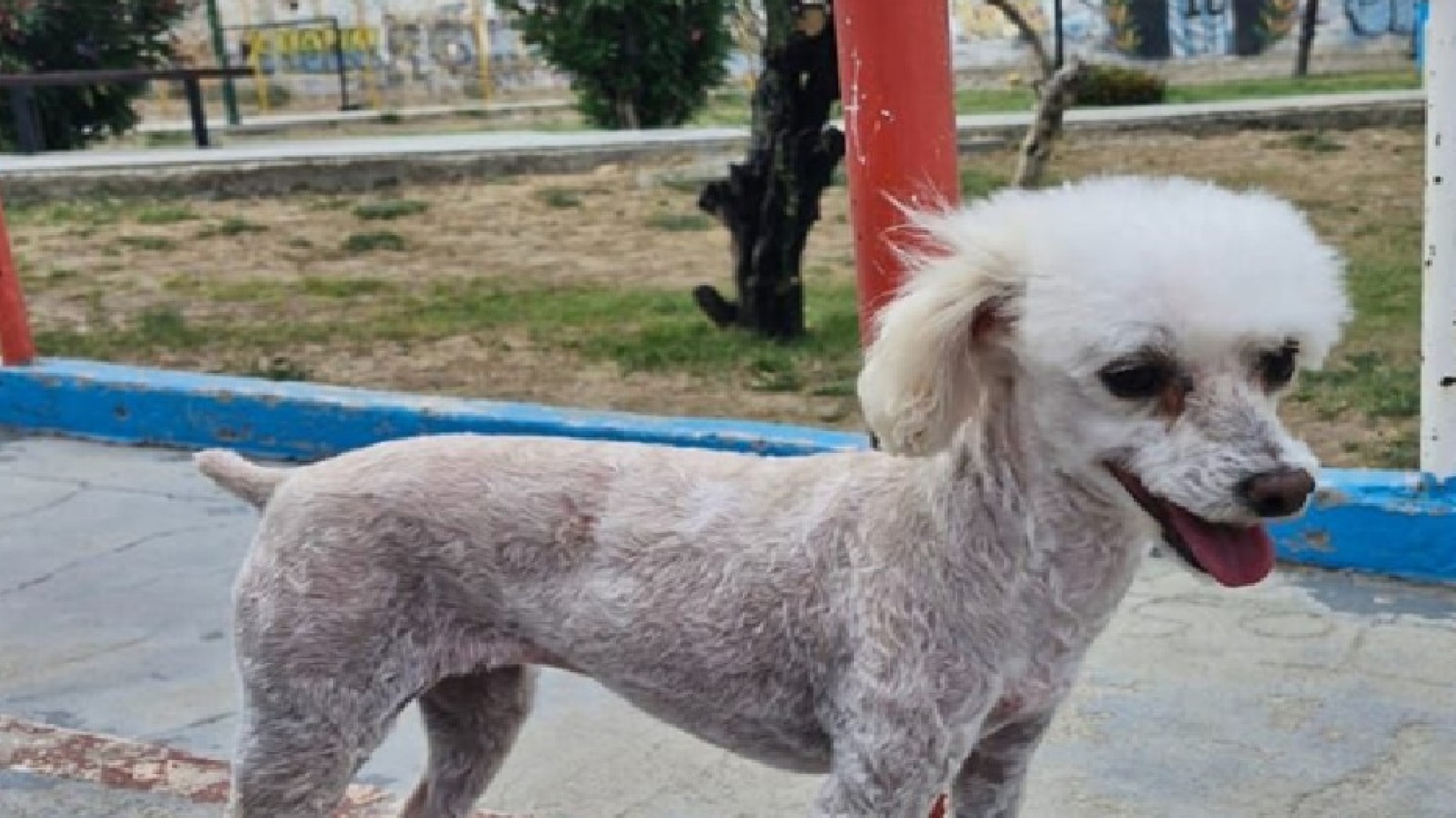 "Toda una vida juntos": Desesperada búsqueda de una perrita de 11 años desaparecida en Fracción 15