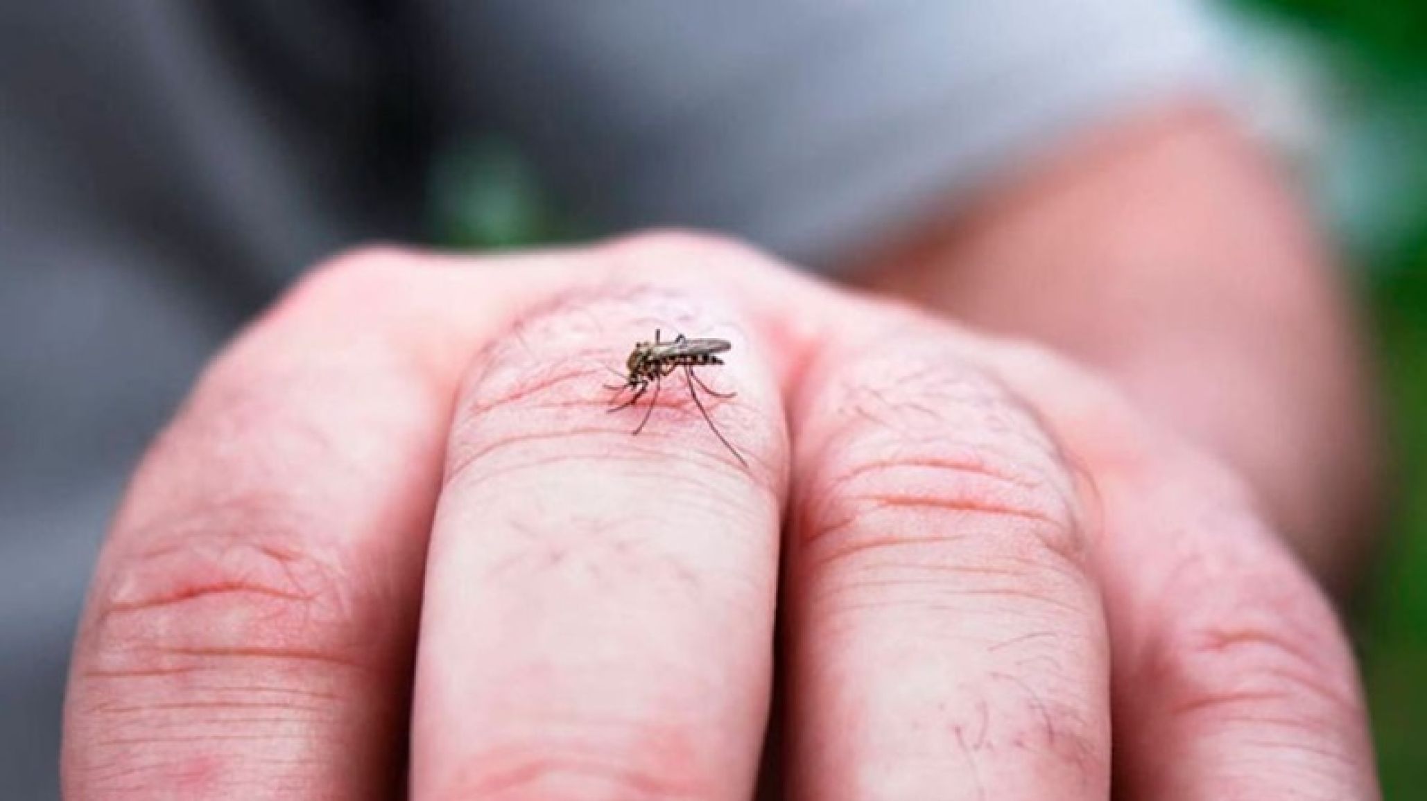 Córdoba bajo alerta por dengue: un monitoreo oficial confirmó "alto riesgo" de transmisión