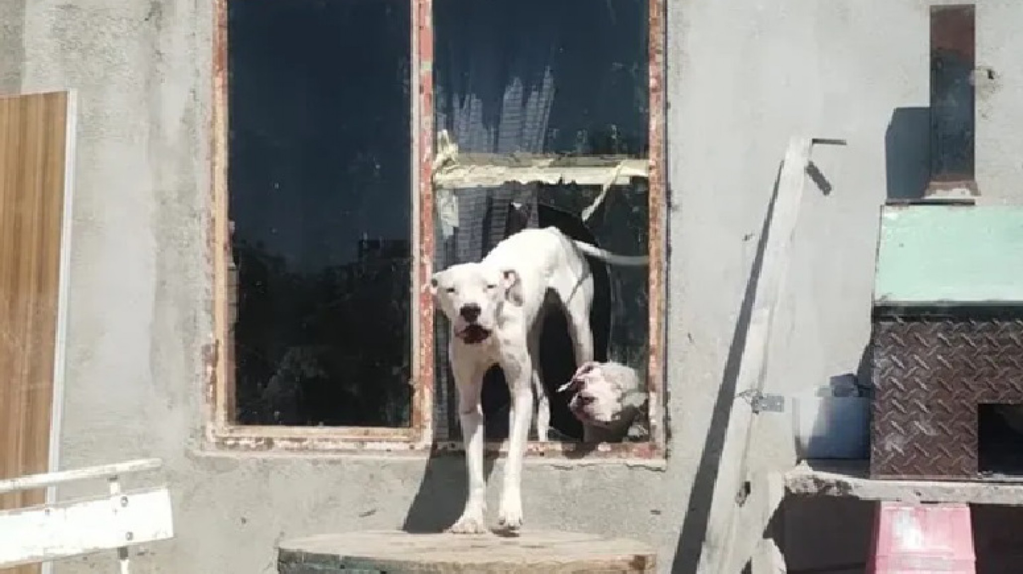 Cerro Hermitte: tras el derrumbe, denuncian casos de abandono y maltrato animal