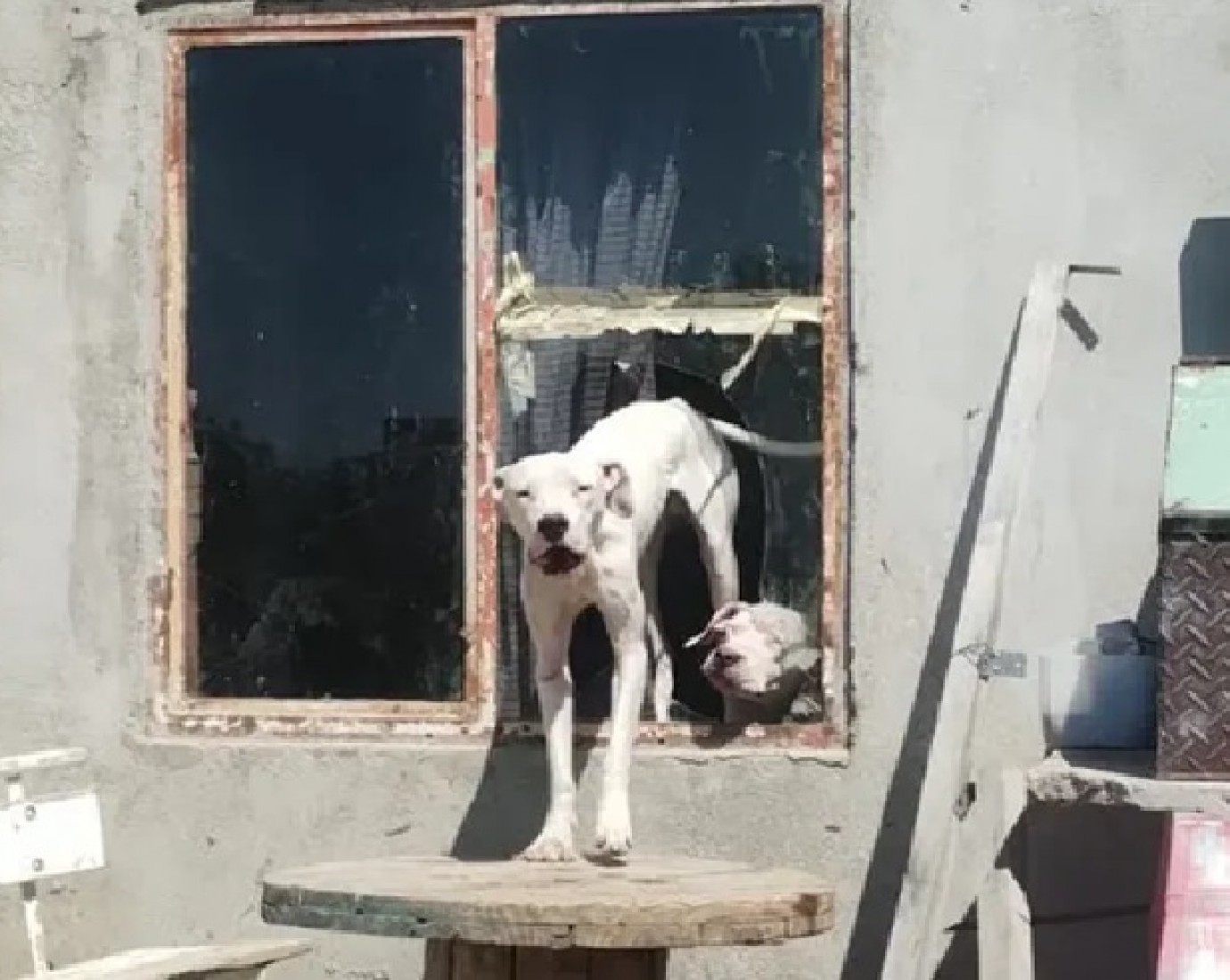 Cerro Hermitte: tras el derrumbe, denuncian casos de abandono y maltrato animal