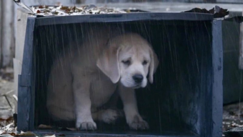 "El frío no espera": piden cuchas para los perros alojados en el Albergue Evita