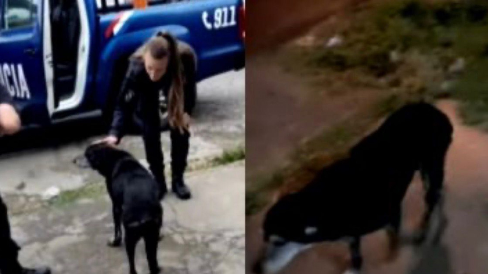 Rosario: investigan un grave caso de abuso sexual contra una perra callejera en barrio Godoy