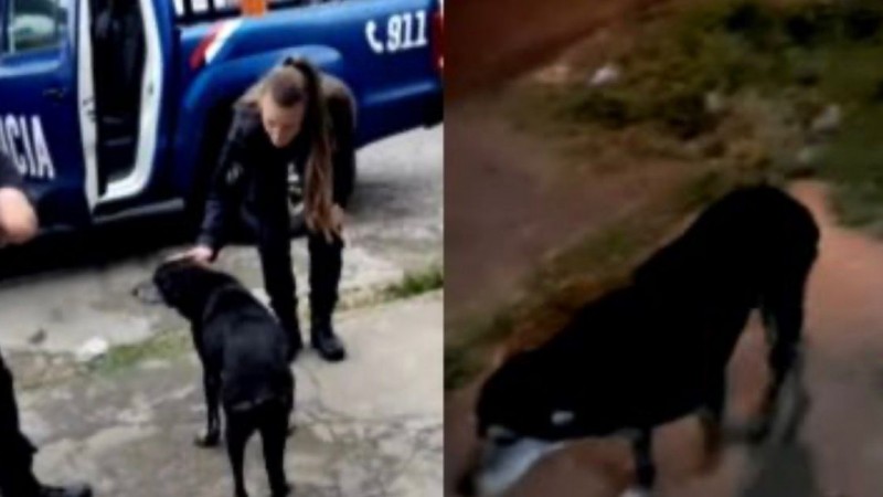 Rosario: investigan un grave caso de abuso sexual contra una perra callejera en barrio Godoy