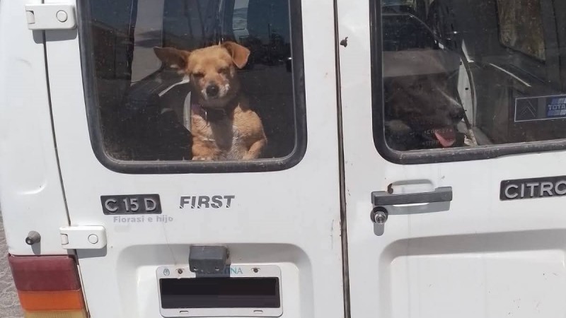 Indignación en Km 5: Mascotas atrapadas en una camioneta bajo el sol