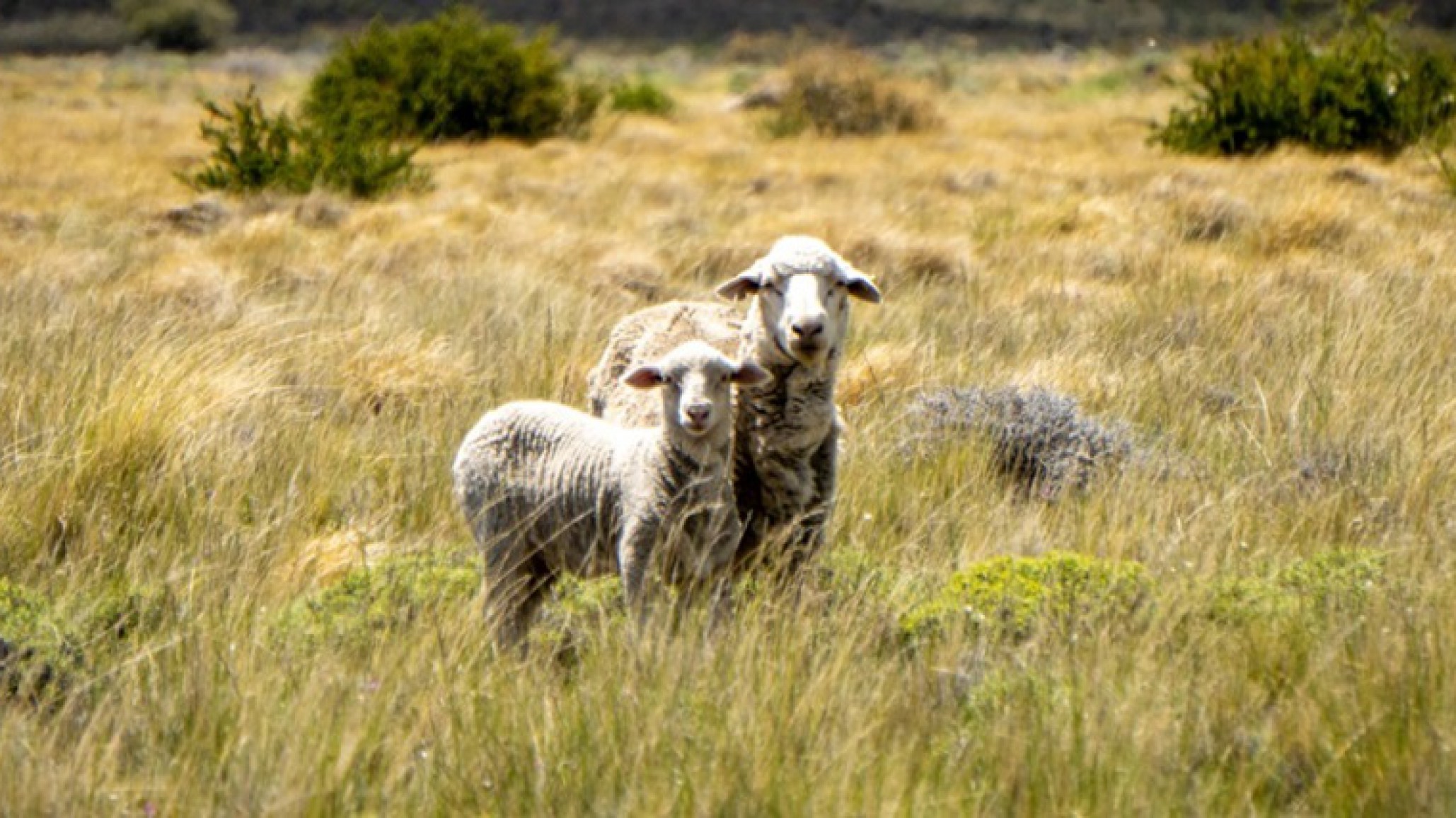 La Rural de Comodoro proyecta exportaciones y se prepara para su Expo anual