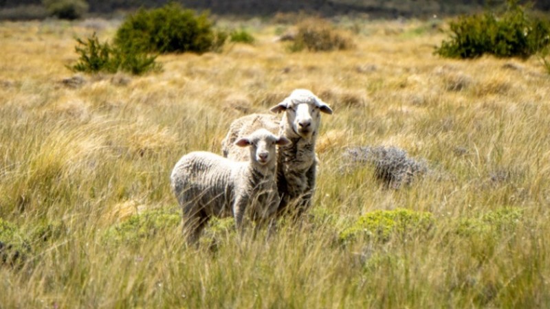 La Rural de Comodoro proyecta exportaciones y se prepara para su Expo anual