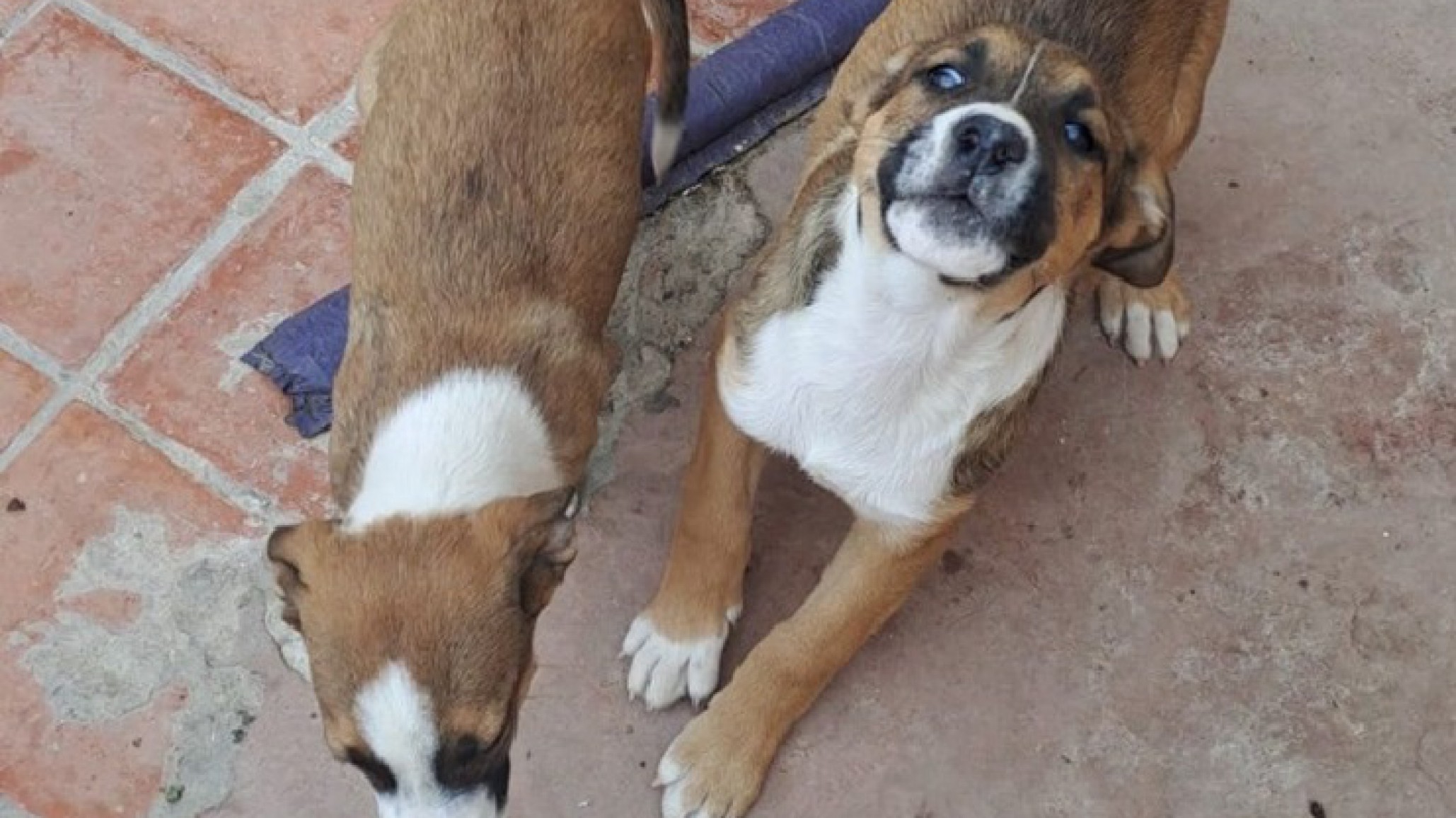 Buscan un hogar temporal para los cachorros que fueron rescatados de una camioneta en Rada Tilly