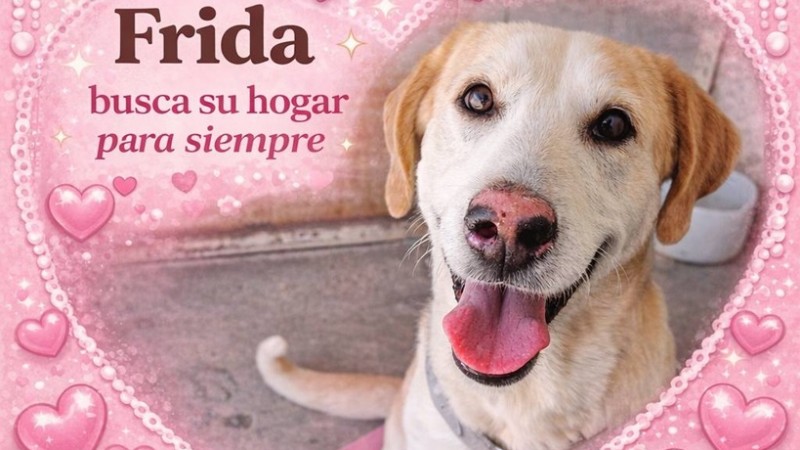 La devolvieron, pero su amor sigue intacto: Frida busca un hogar responsable en Comodoro