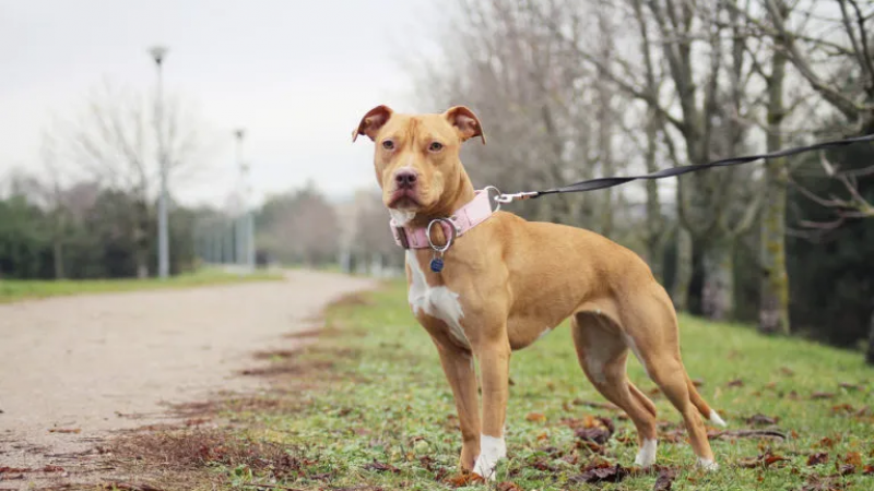 Dos hermanos fueron imputados por asesinar a un perro y atacar a un vencino