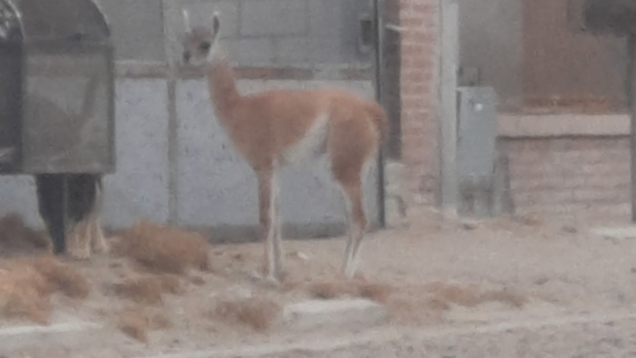 Un visitante inesperado en Palazzo: vecinos sorprendidos por un guanaco en plena zona urbana