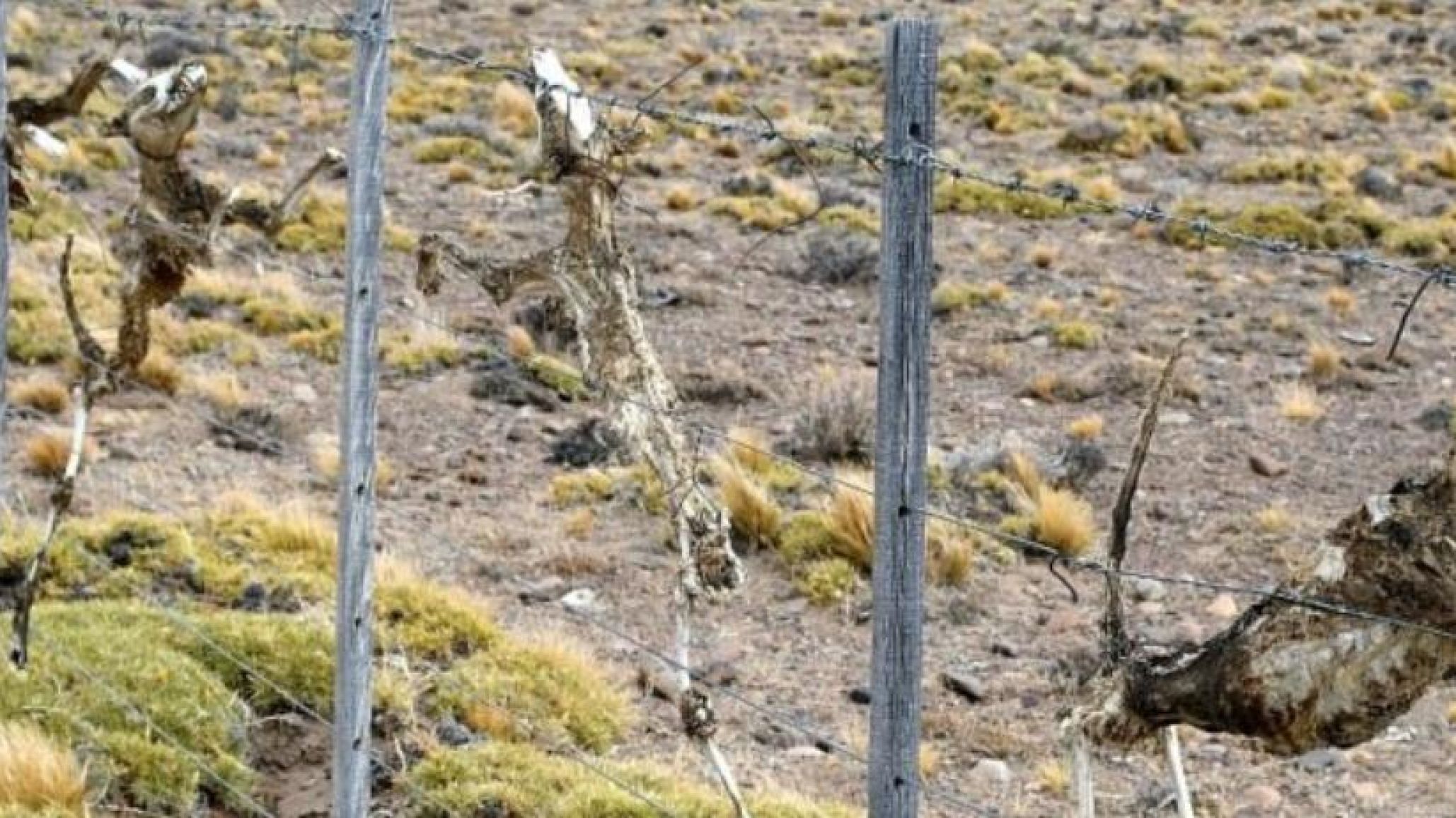 Horror: hallaron más de veinte perros muertos colgados en un alambrado entre Los Tamariscos y Facundo