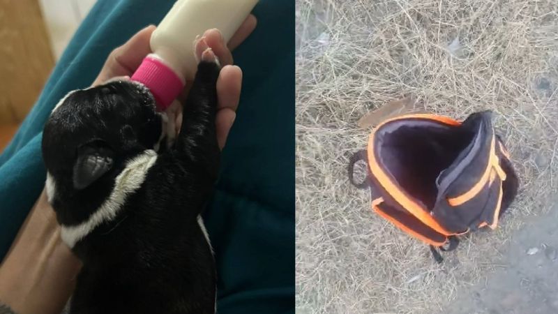 Horror en el Stella Maris: lanzaron una mochila con seis perritos desde un acantilado y murieron tres