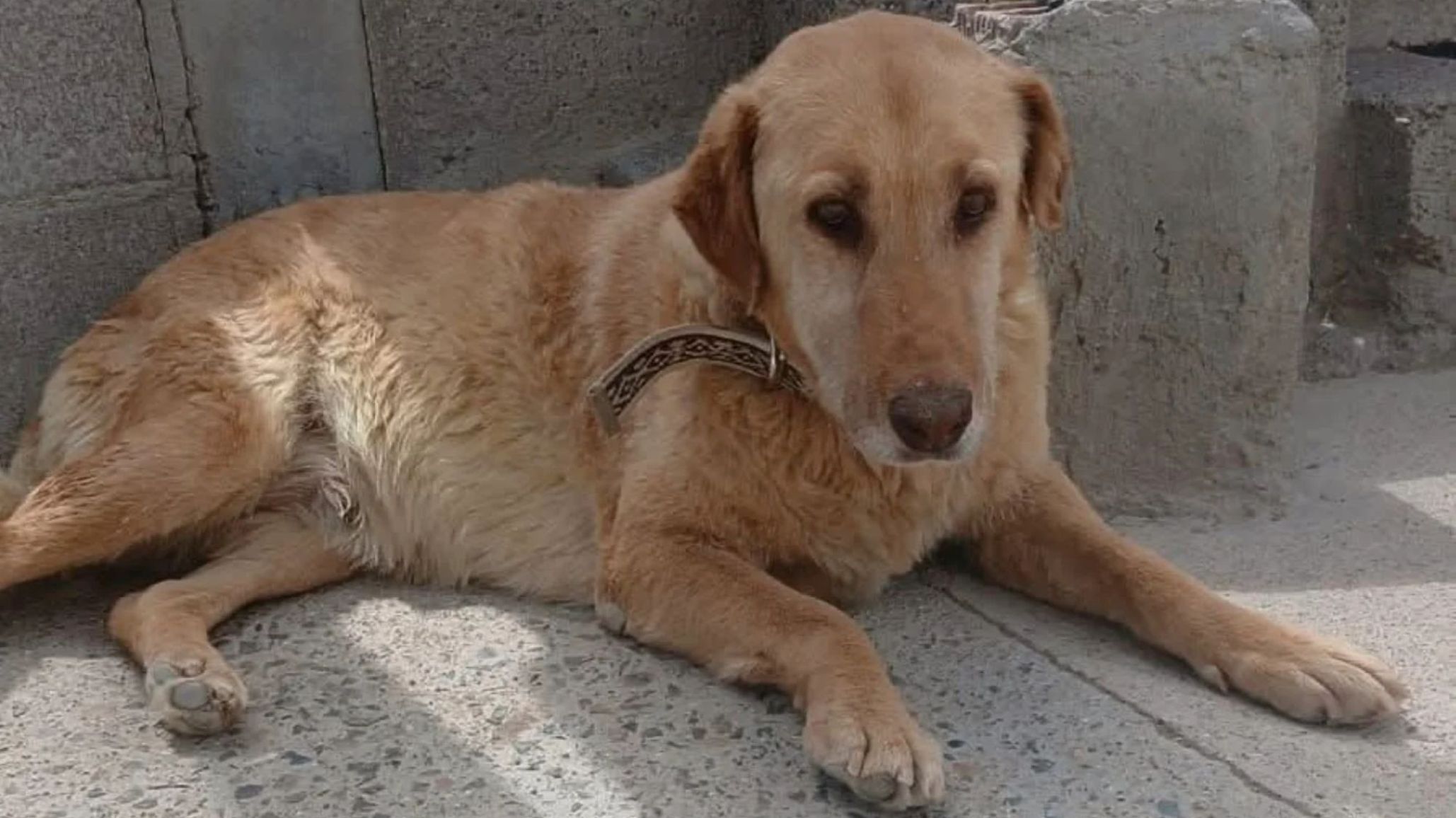 "Violeta" busca hogar tras la tragedia en Sismográfica: adopción responsable y acompañamiento para una perra en duelo