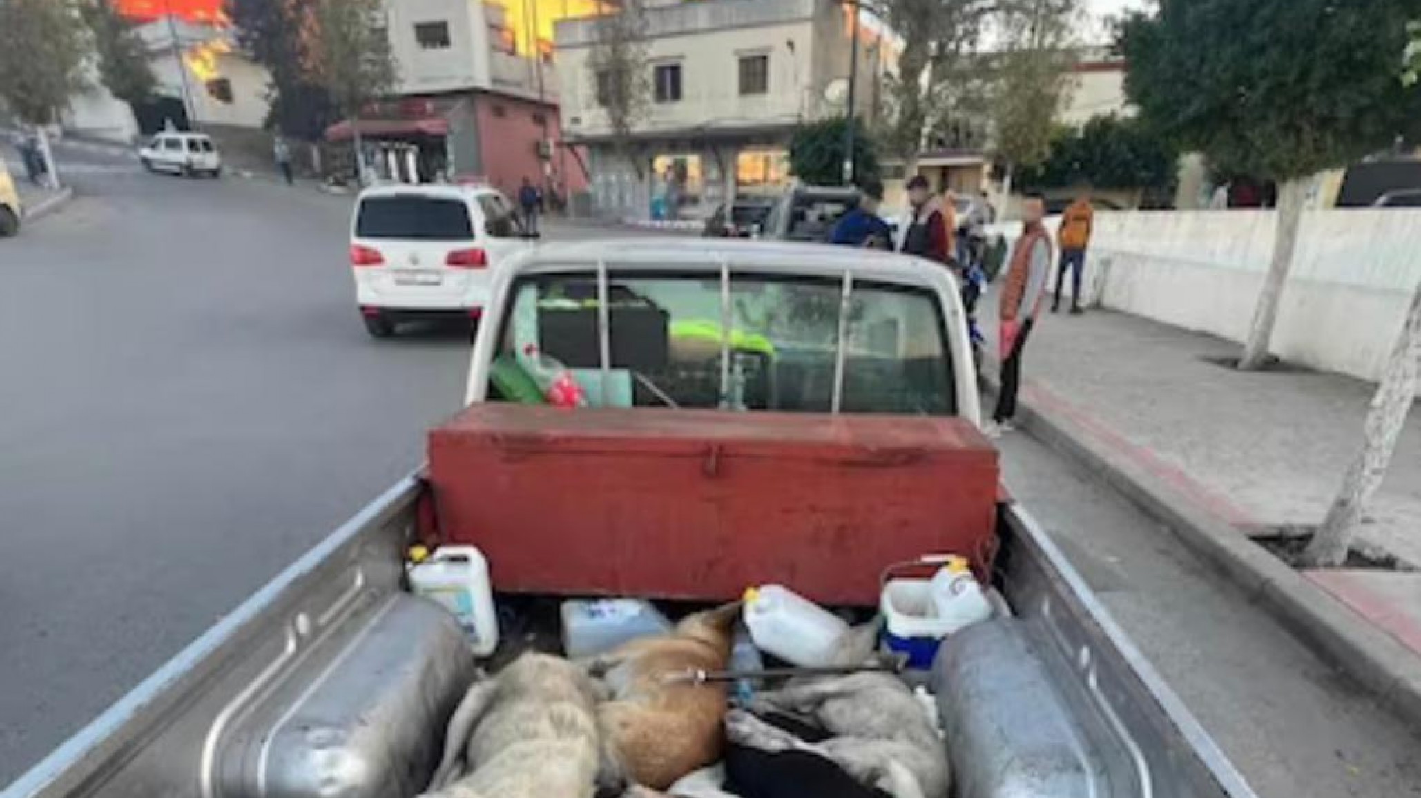 Piden a la FIFA que intervenga ante las denuncias por matanzas de perros en Marruecos