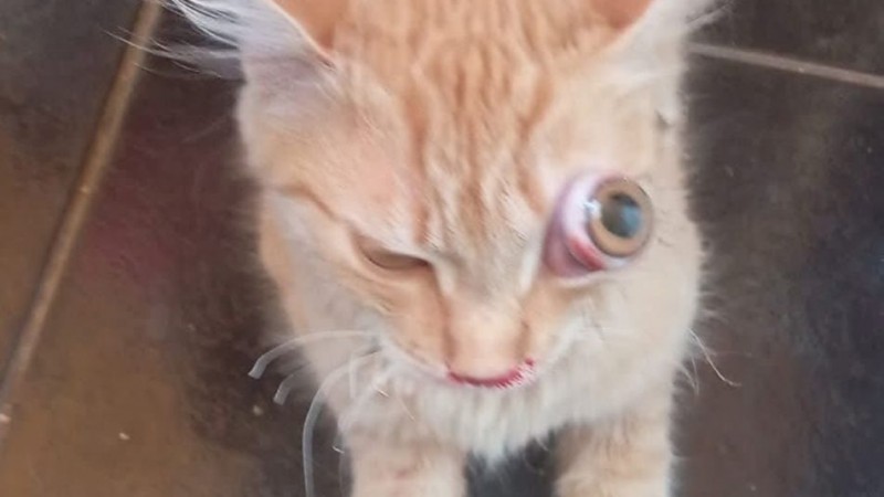 Piden ayuda para cubrir los gastos veterinarios de una gata herida